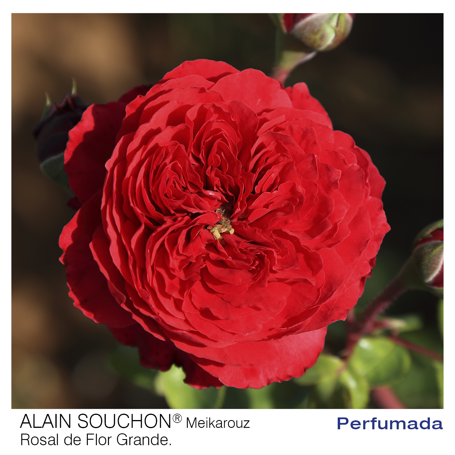 ROSAL MEILLAND ALAIN SOUCHON MACETA 2 LITROS