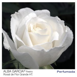 ROSAL ALBA GARCIA MACETA 2 LITROS