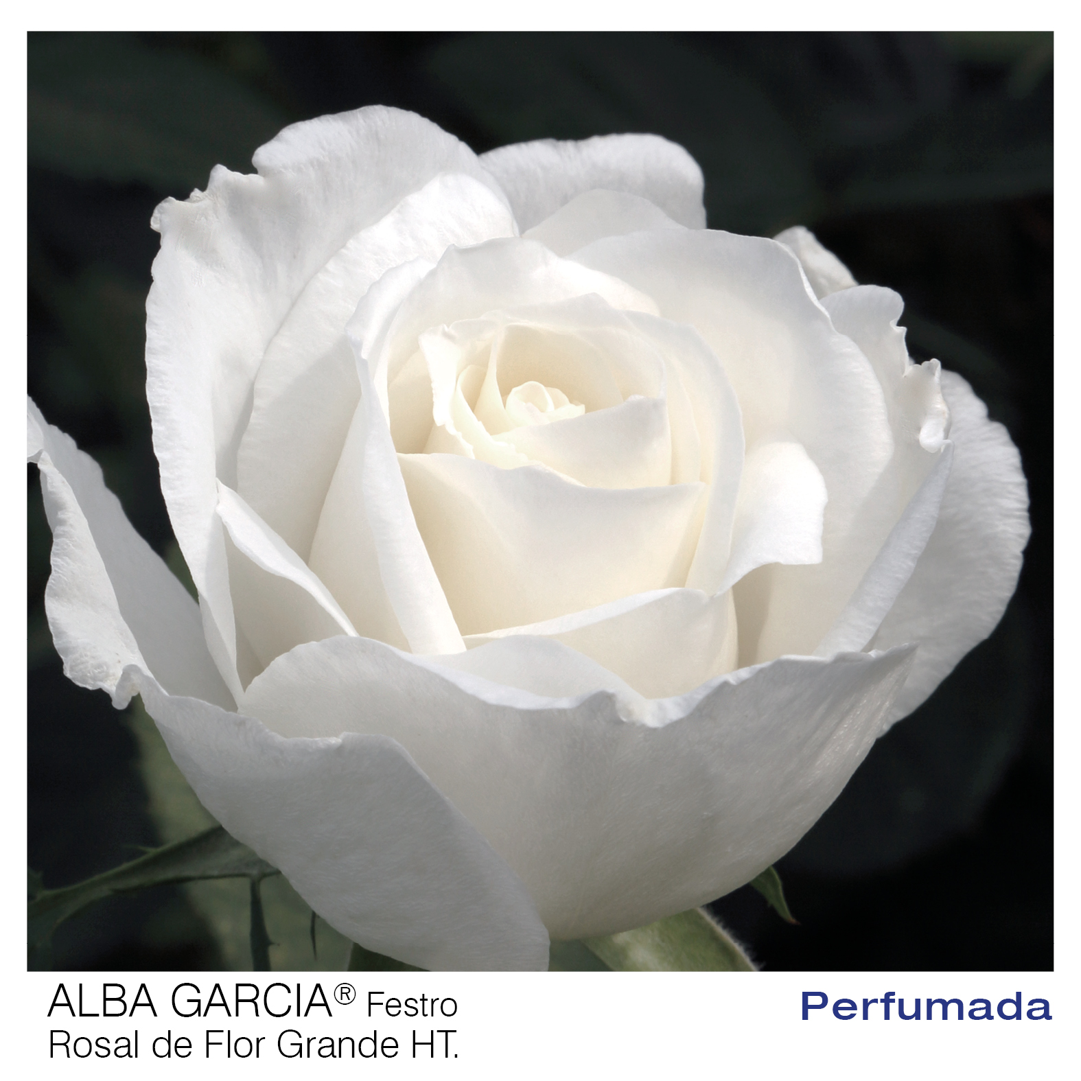 ROSAL ALBA GARCIA MACETA 2 LITROS