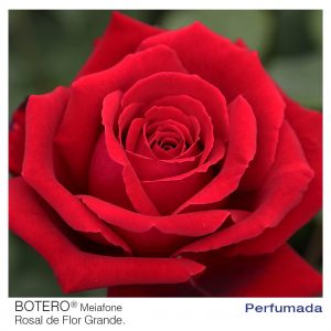ROSAL MEILLAND BOTERO MACETA 2 LITROS