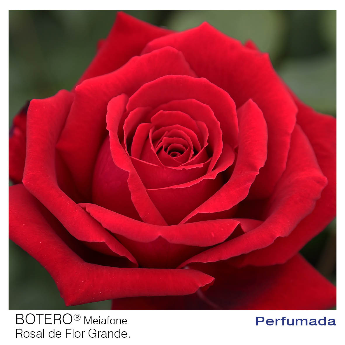 ROSAL MEILLAND BOTERO MACETA 2 LITROS