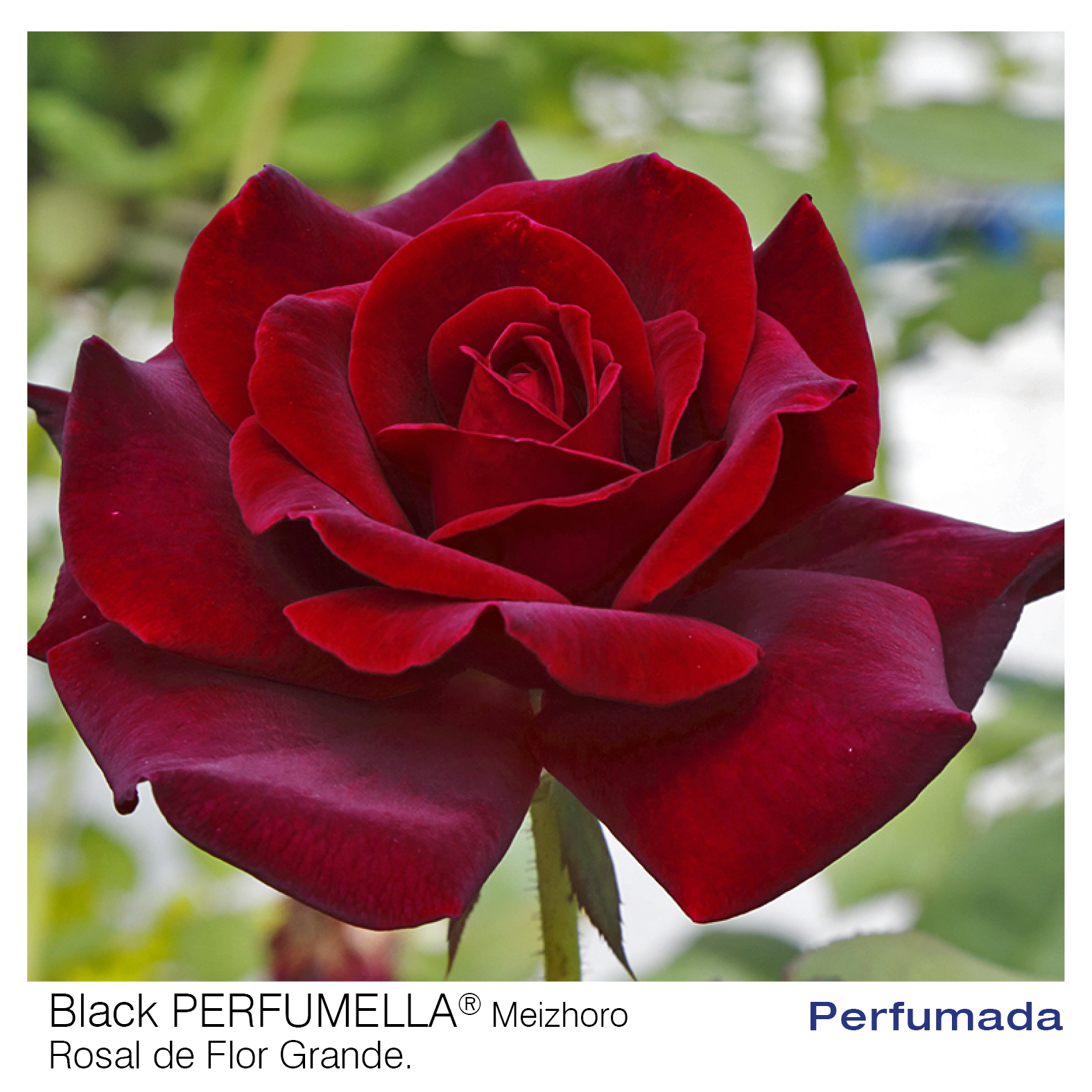 ROSAL MEILLAND BLACK PERFUMELLA MACETA 2 LITROS