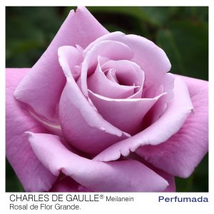 ROSAL MEILLAND CHARLES DE GAULLE MACETA 2 LITROS