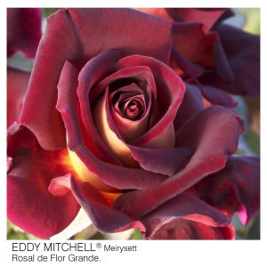 ROSAL MEILLAND EDDY MITCHELL MACETA 2 LITROS
