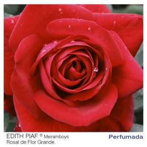 ROSAL MEILLAND EDITH PIAF MACETA 2 LITROS