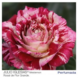 ROSAL MEILLAND JULIO IGLESIAS MACETA 2 LITROS