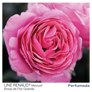 ROSAL MEILLAND LINE RENAUD MACETA 2 LITROS