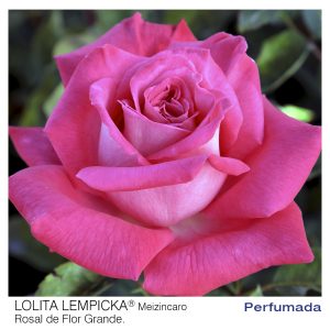 ROSAL MEILLAND LOLITA LEMPICKA MACETA 2 LITROS