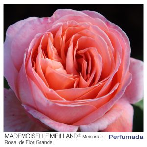ROSAL MEILLAND MADEMOISELLE MACETA 2 LITROS