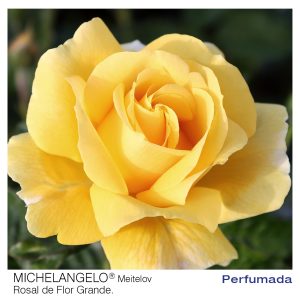 ROSAL MEILLAND MICHELANGELO MACETA 2 LITROS