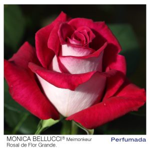 ROSAL MEILLAND MONICA BELLUCCI MACETA 2 LITROS