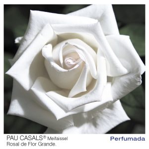 ROSAL MEILLAND PAU CASALS MACETA 2 LITROS