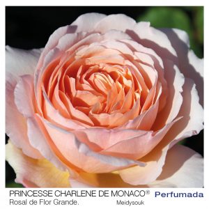 ROSAL MEILLAND PRINCESSE CHARLENE DE MONACO MACETA 2 LITROS