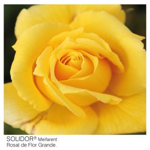 ROSAL MEILLAND SOLIDOR MACETA 2 LITROS