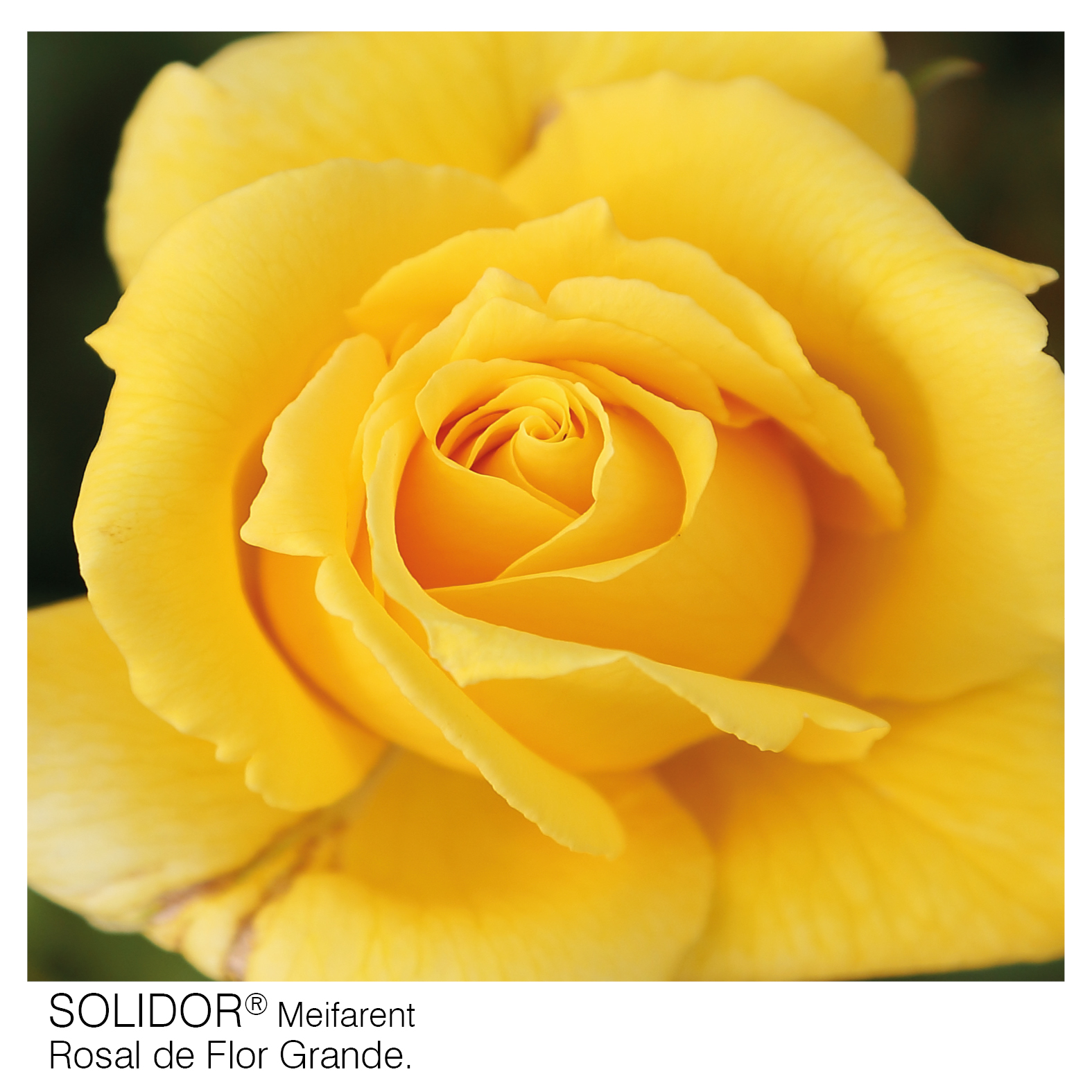 ROSAL MEILLAND SOLIDOR MACETA 2 LITROS