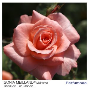 ROSAL MEILLAND SONIA MACETA 2 LITROS