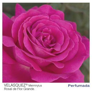 ROSAL MEILLAND VELASQUEZ MACETA 2 LITROS