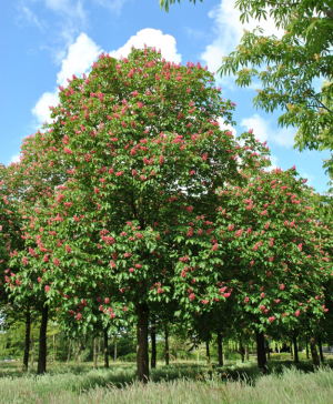 CASTAÑO DE INDIAS ROJO