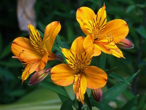 ALSTROEMERIA