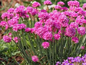 ARMERIA