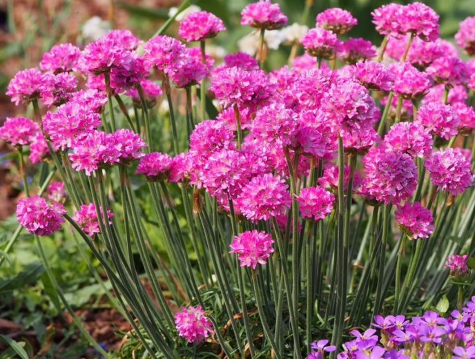 ARMERIA