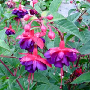 PENDIENTES DE LA REINA