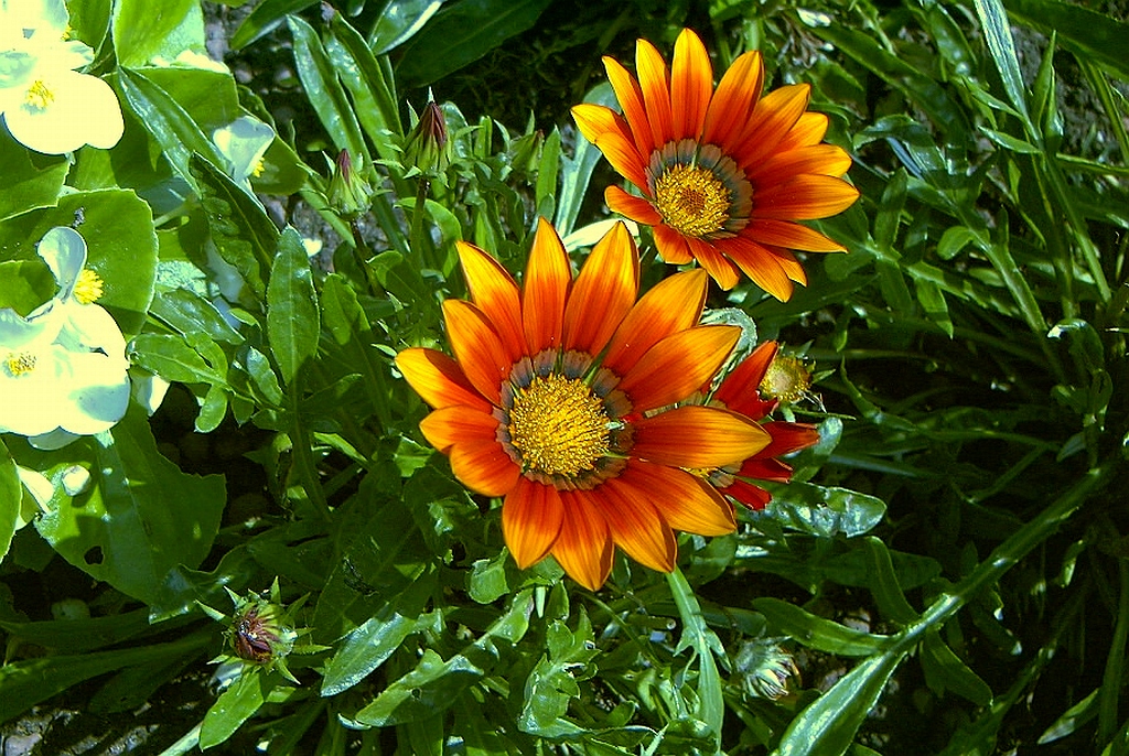 GAZANIA “GAZOO”