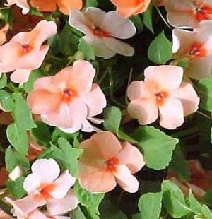 IMPATIENS “ALEGRÍA”