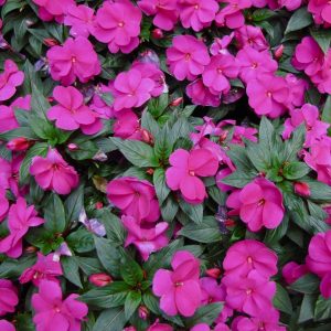 IMPATIENS NUEVA GUINEA