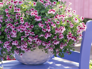 PELARGONIO “RANDY”
