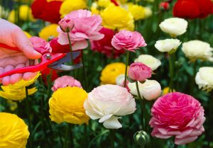 RANUNCULUS ASIATICUS