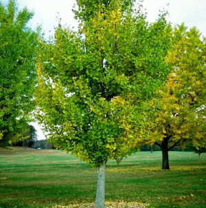 GINKGO BILOBA