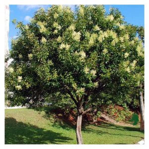 LIGUSTRUM JAPONICA