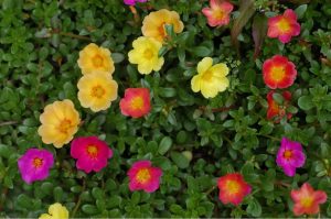 PORTULACA (VERDOLAGA)