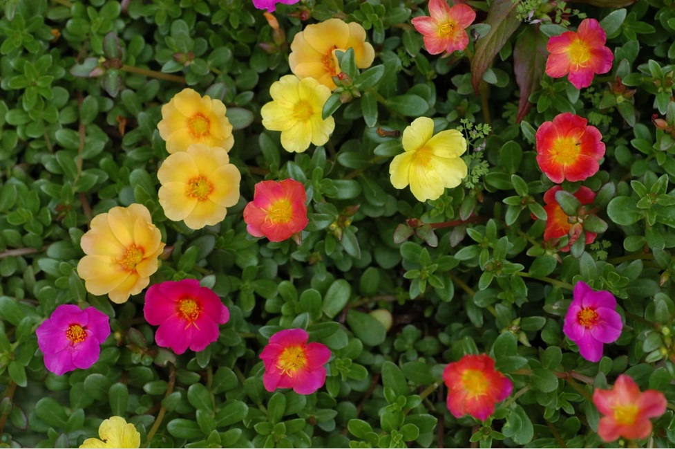 PORTULACA (VERDOLAGA)