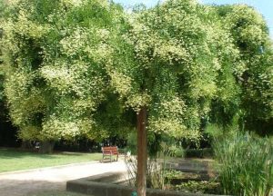 SOPHORA