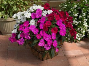 SUNPATIENS