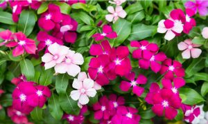 VINCA