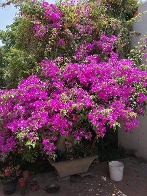 BOUGANVILLEA (BUGANVILLA)