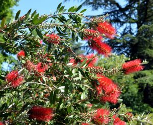 CALLISTEMON LAEVIS