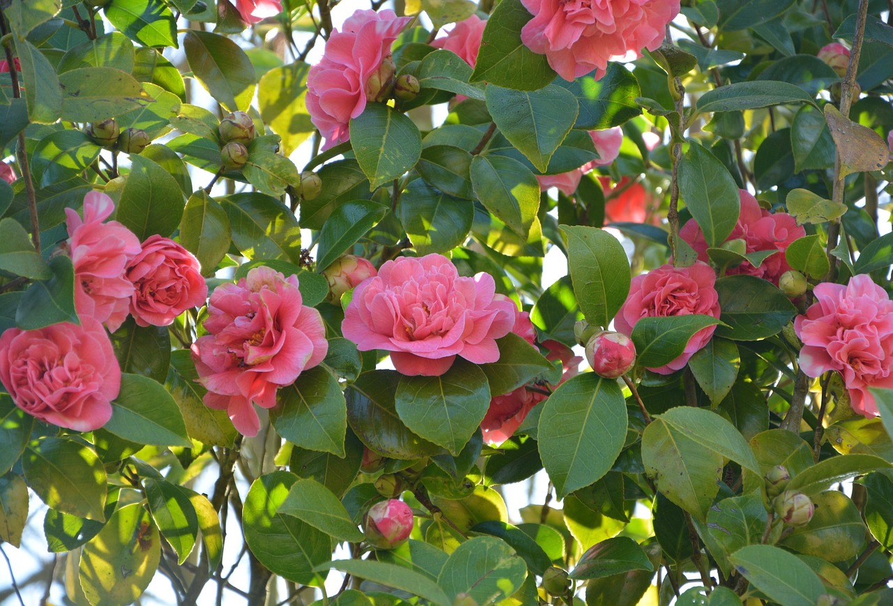 CAMELIA