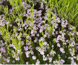 DIOSMA ‘PINK FOUNTAIN’