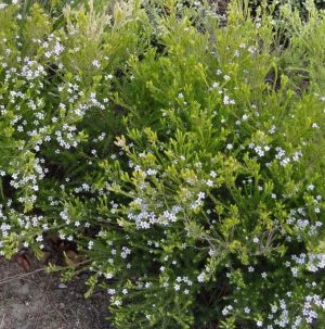 DIOSMA ‘SUNSET GOLD’