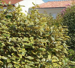 ELEAGNUS EBBINGEI 'VIVELEG'
