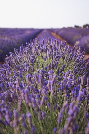 LAVANDA ANGUSTIFOLIA