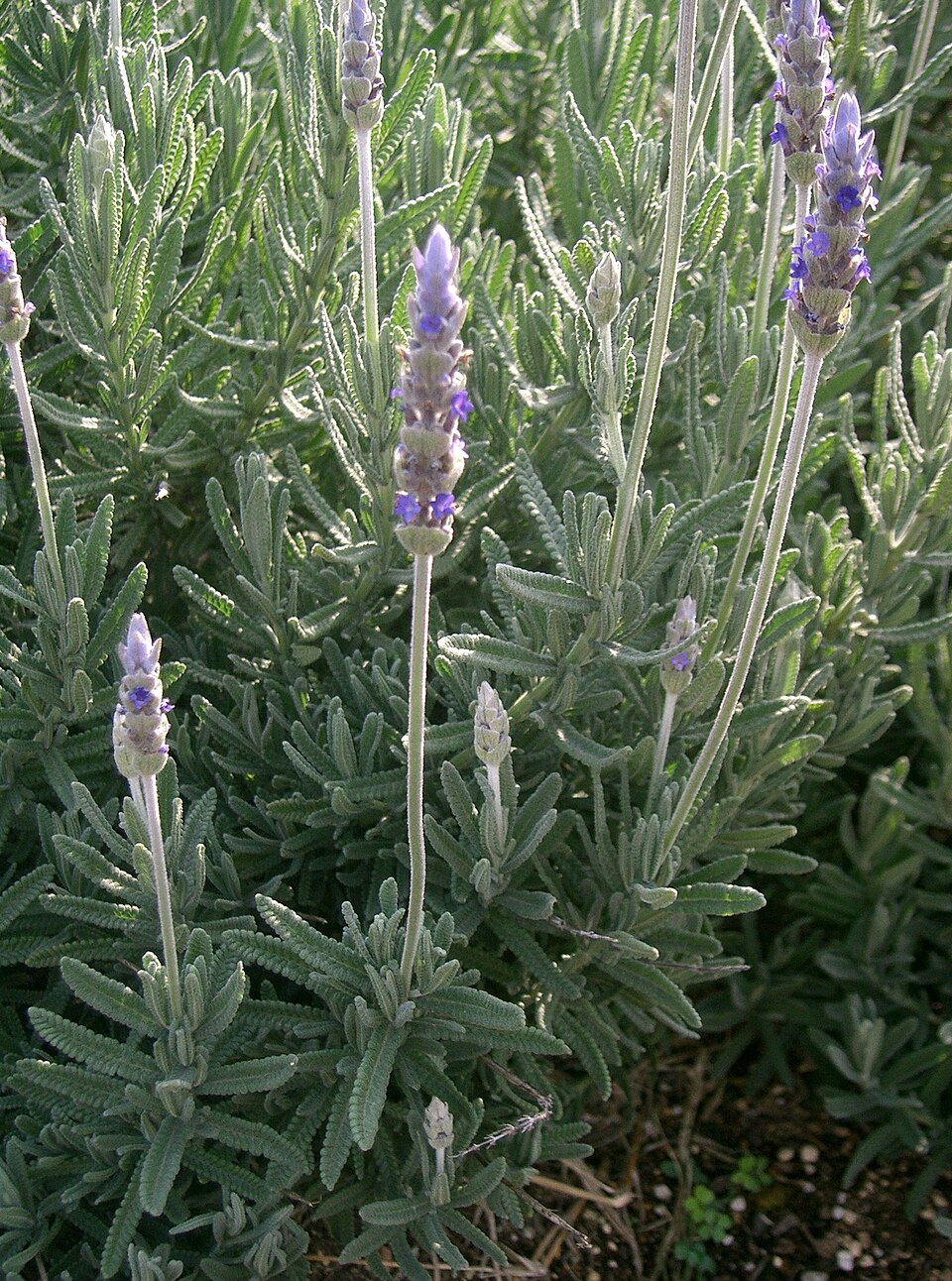 LAVANDA DENTATA