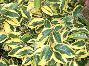ELAEAGNUS ‘GILT EDGE’