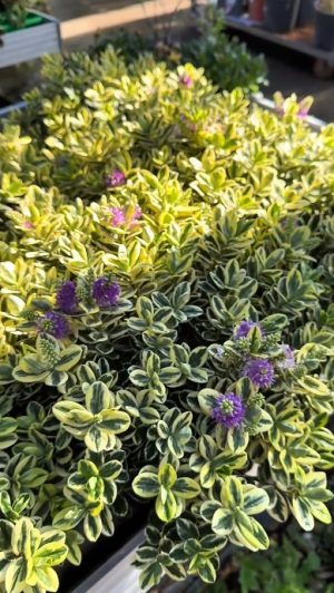 HEBE ‘VARIEGATA’