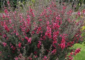 LEPTOSPERMUM