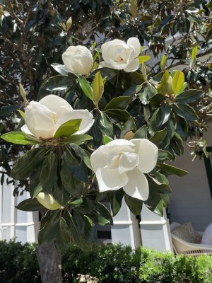 MAGNOLIA ‘DAPHNE’